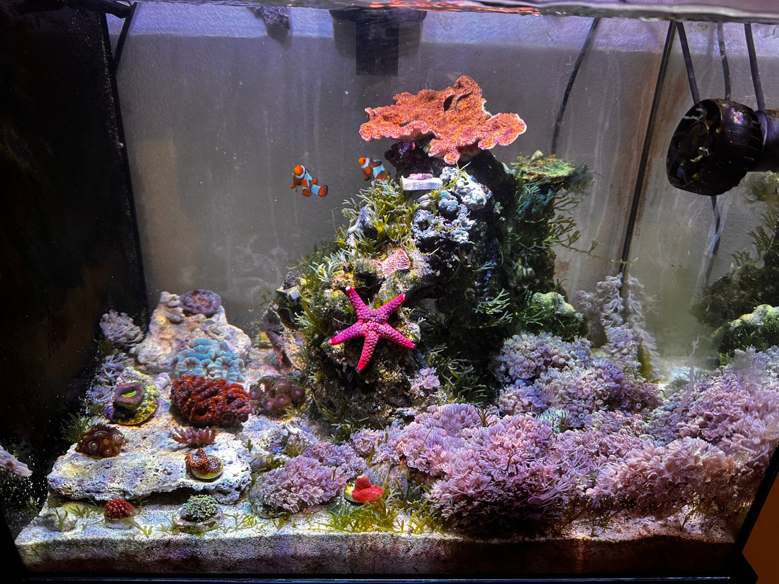 Pulsing Xenia Soft Coral, Vis