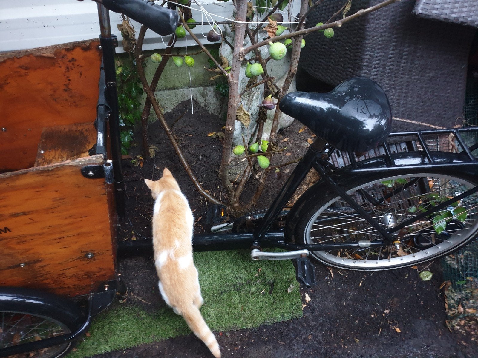 babboe bakfiets opknapper, Ophalen, Gebruikt, 4 kinderen of meer