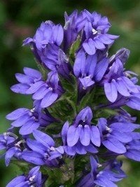 Zaden Lobelia siphilitica, Tuin en Terras, Ophalen of Verzenden, Volle zon