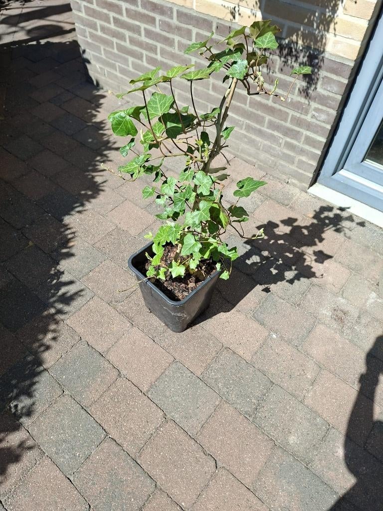 Bonte klimop, Ophalen, Vaste plant, Bloeit niet, Halfschaduw