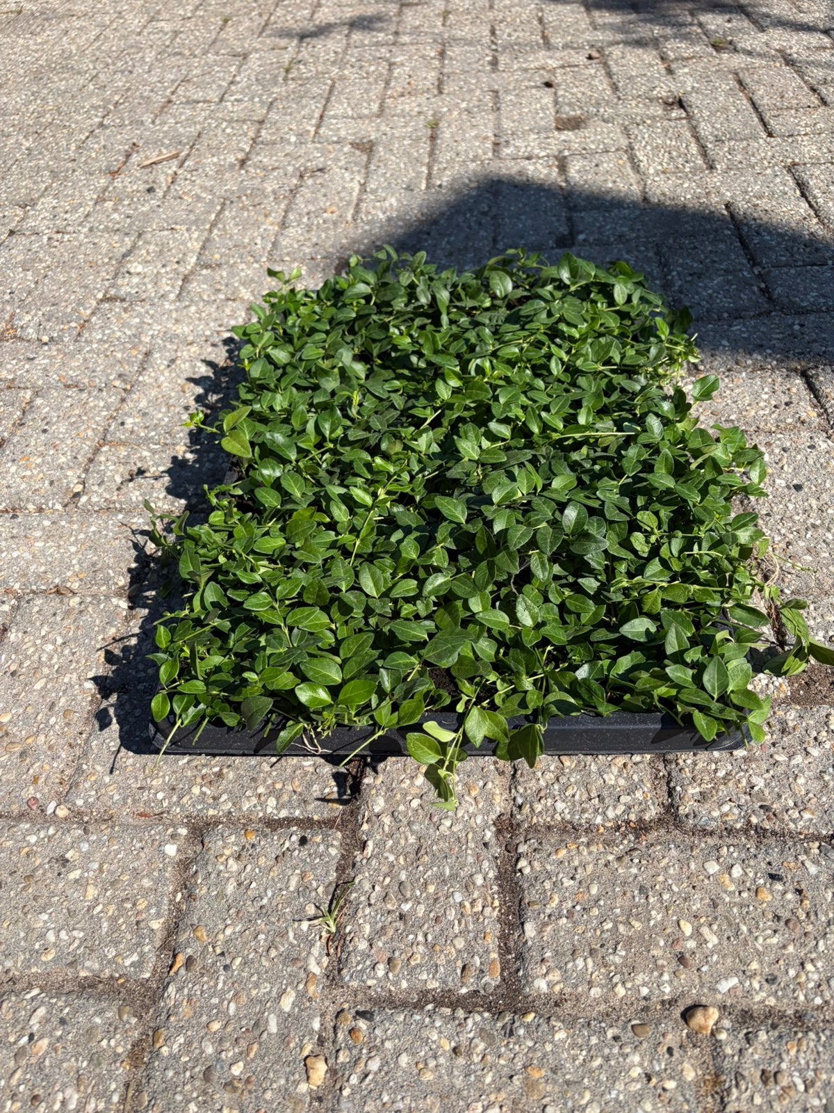 Vinca (maagdenpalm)cassettes voor dak en tuin, Ophalen of Verzenden, Overige soorten, Halfschaduw