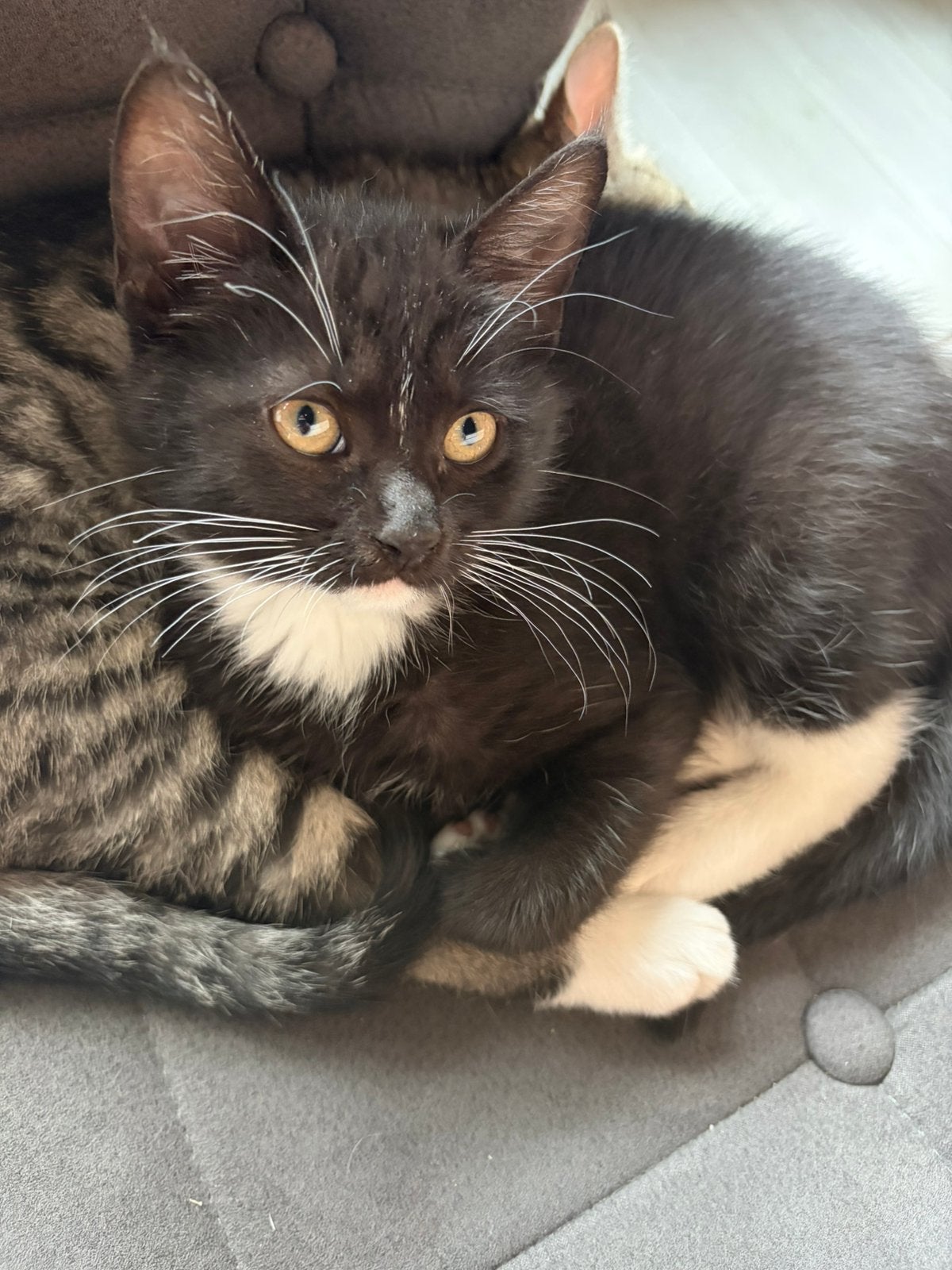 Kitten, Dieren en Toebehoren, Poes