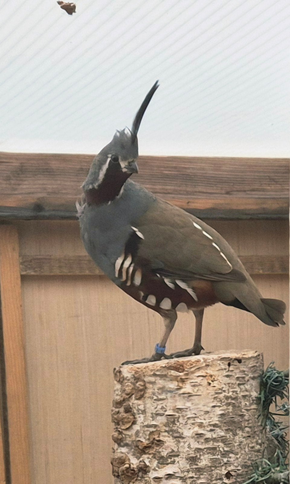 2-0  Bergkuifkwartel, Dieren en Toebehoren, Vogels | Overige Vogels, Mannelijk, Geringd