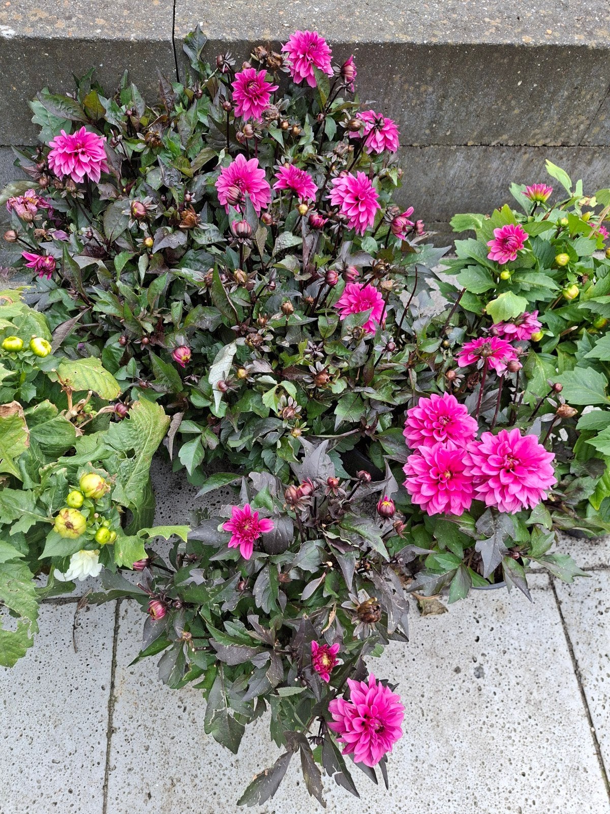 Prachtige roze Dahlia's voor uw tuin of balkon, Overige soorten, Volle zon, Vaste plant, Ophalen of Verzenden