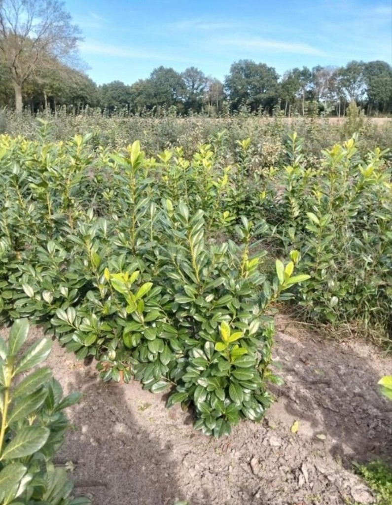 Prunus laurocerasus 'Novita' (gewone laurier), Ophalen, Laurier, 100 tot 250 cm