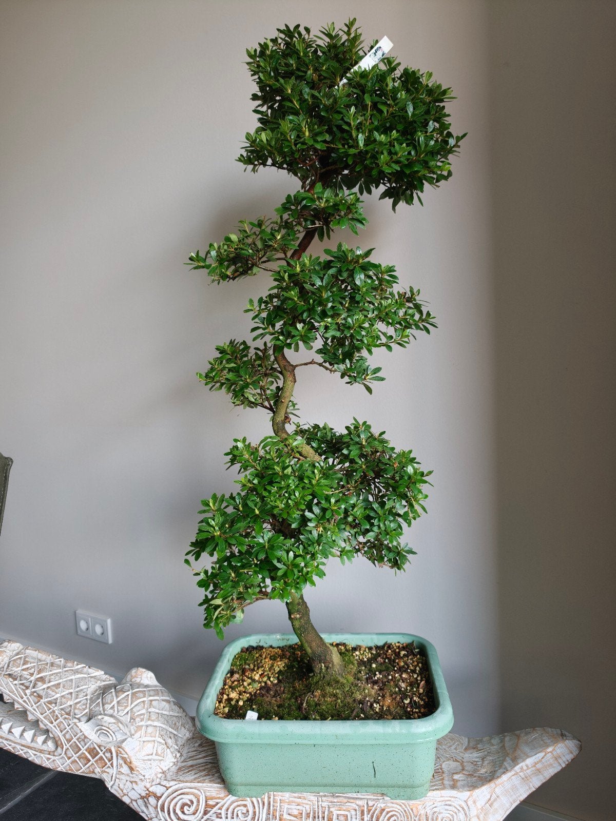 Satsuki Azalea Ruka bonsai 110cm, Ophalen, Halfschaduw, Overige soorten, Lente