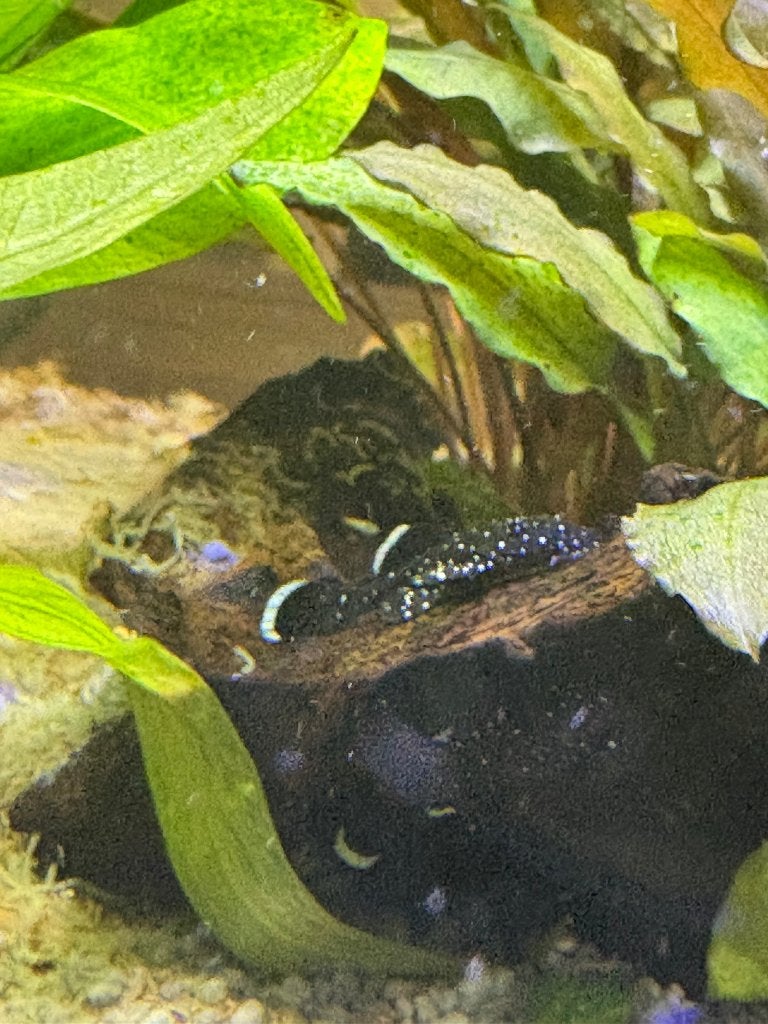 L 181 pepermint pleco, Dieren en Toebehoren, Vis, Zoetwatervis