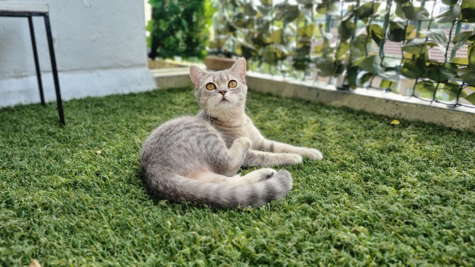 Britse korthaar poesje, Dieren en Toebehoren, Poes, Kortharig, 0 tot 2 jaar