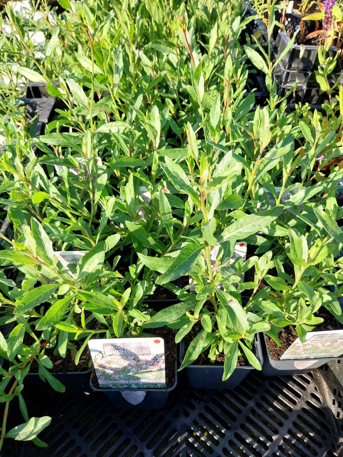 Gaura Whirling Butterflies - Vaste plant, Volle zon, Vaste plant, Zomer, Ophalen