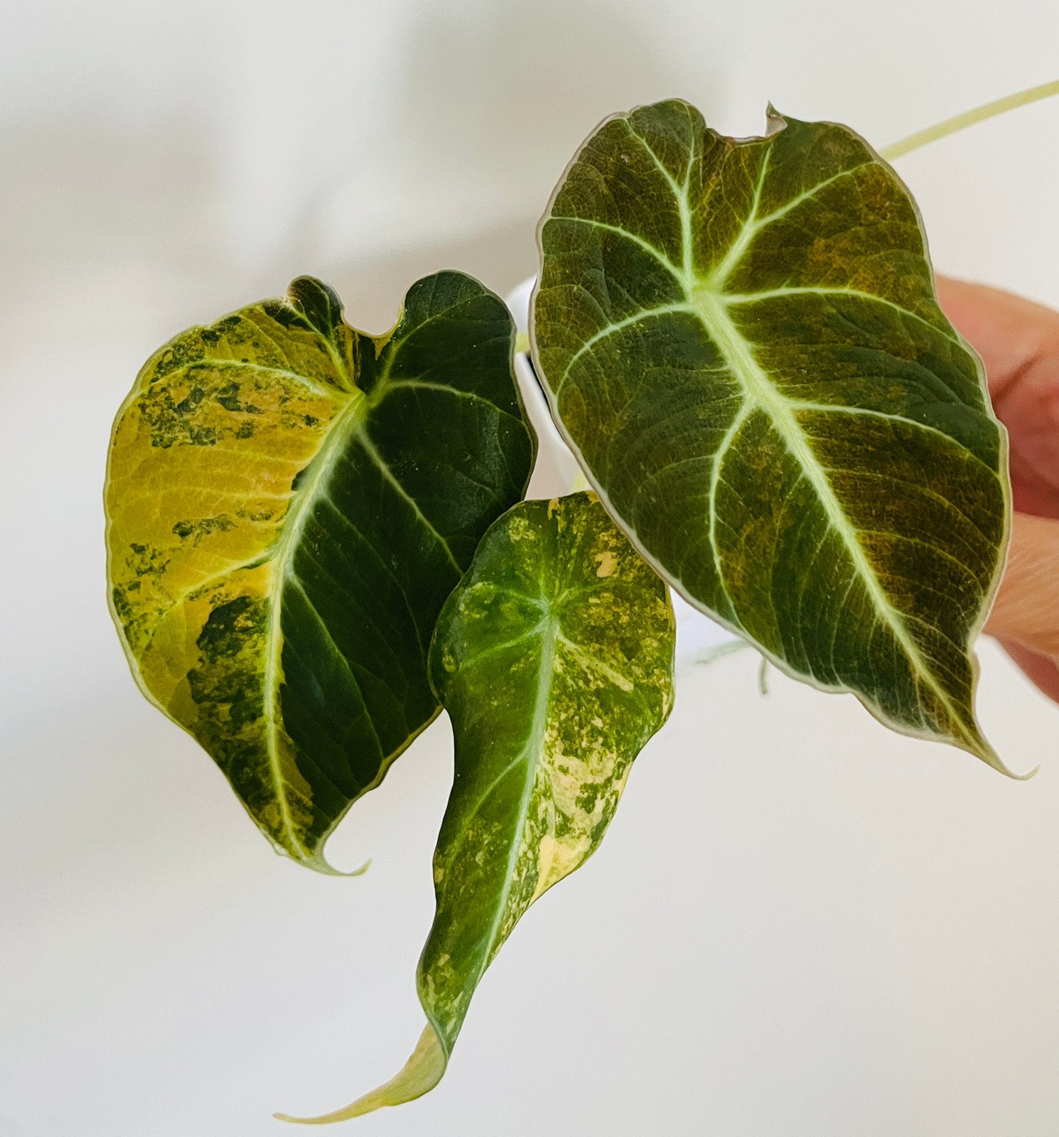 Alocasia black velvet aurea variegata, Huis en Inrichting, Kamerplanten, Ophalen of Verzenden, Halfschaduw, Minder dan 100 cm