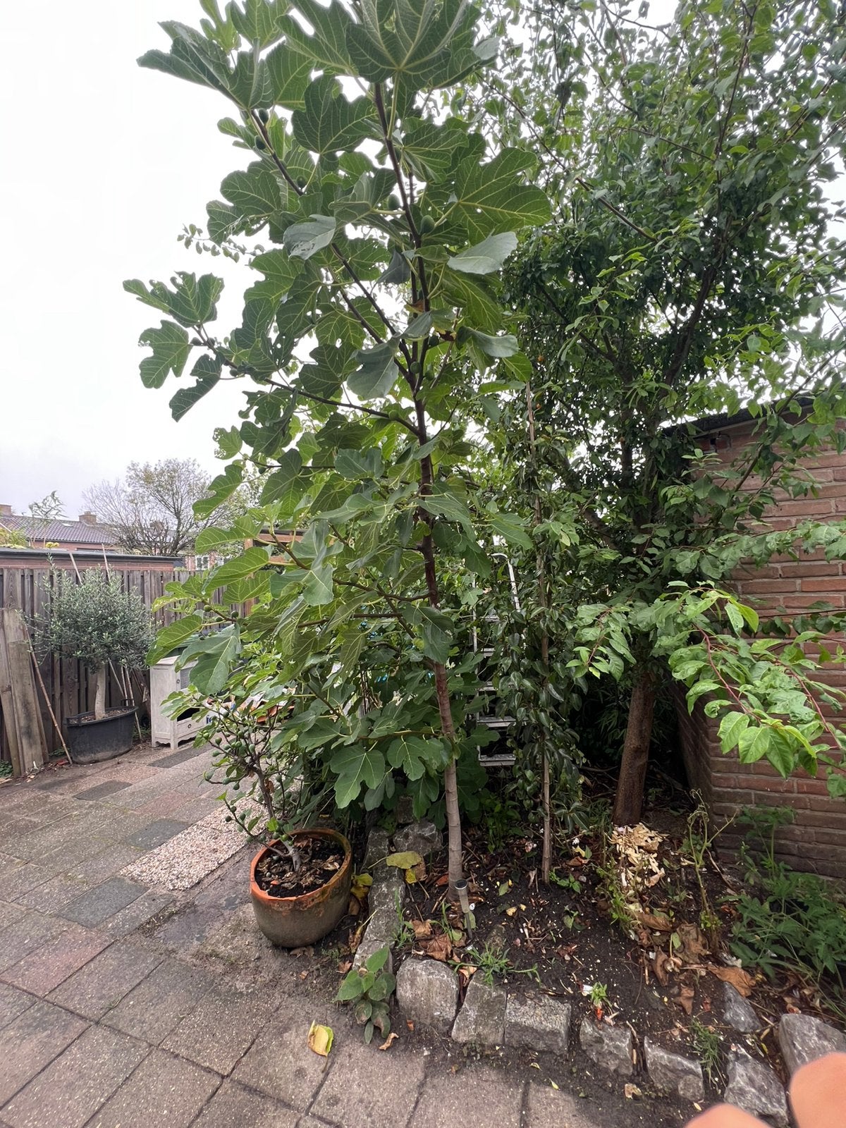 Vijgenboom, Overige soorten, Lente, 250 tot 400 cm, Ophalen