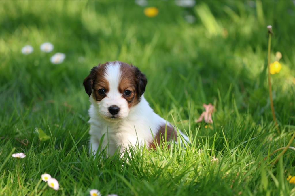 Prachtige kooiker pups #kooikerhondje #puppies, 8 tot 15 weken, Meerdere, Meerdere dieren, Middel