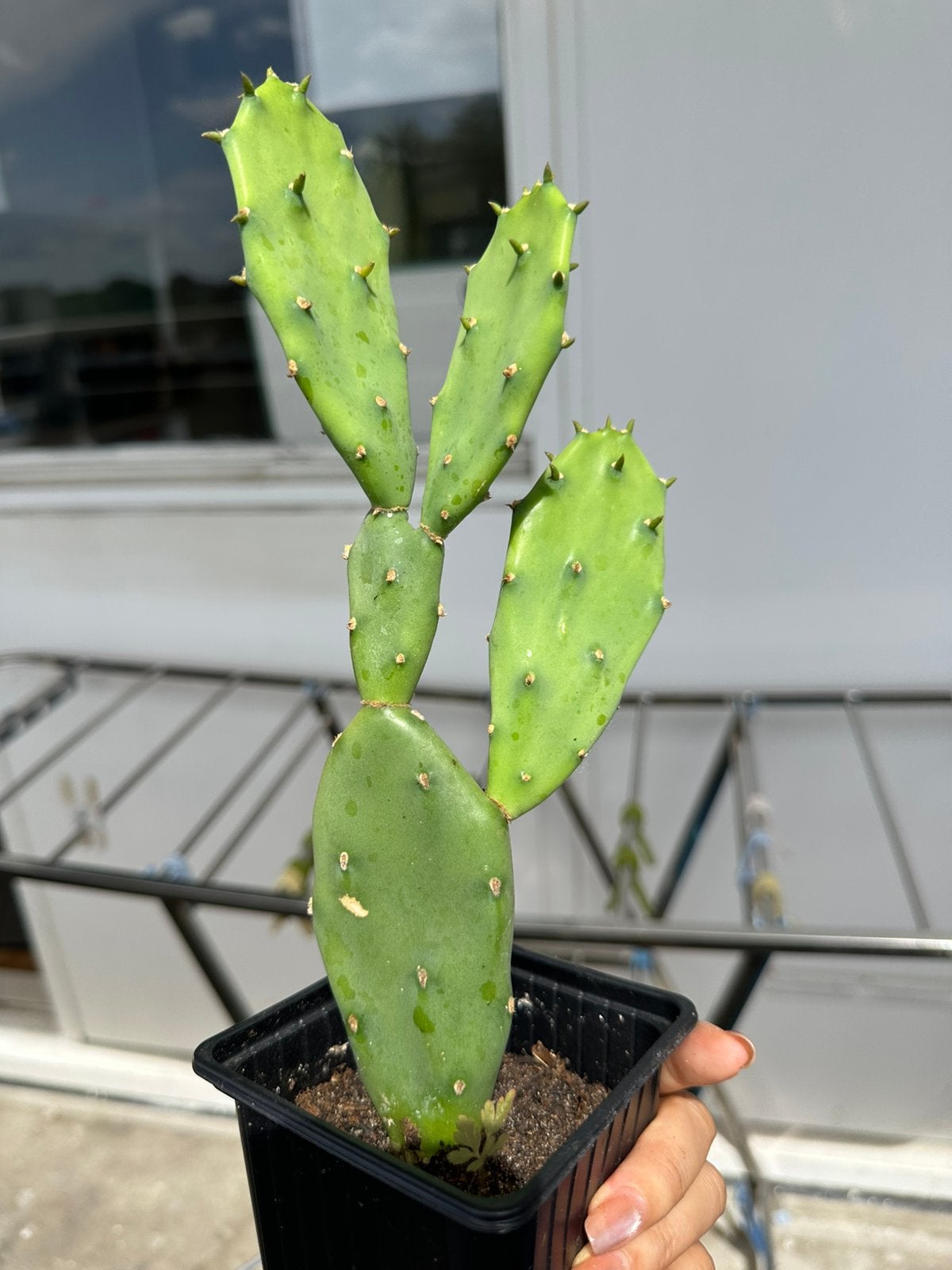 Cactus kamerplant, Tuin en Terras, Planten | Tuinplanten, Ophalen, Overige soorten, Volle zon