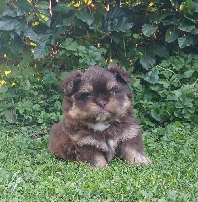 Shih tzu / pomeriaan pups, Parvo, 8 tot 15 weken, Eén hond, Nederland