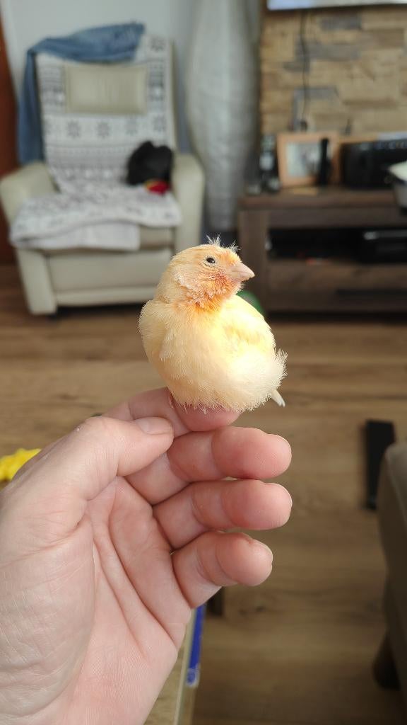 Kanaries, Dieren en Toebehoren, Vogels | Kanaries, Geslacht onbekend, Kleurkanarie