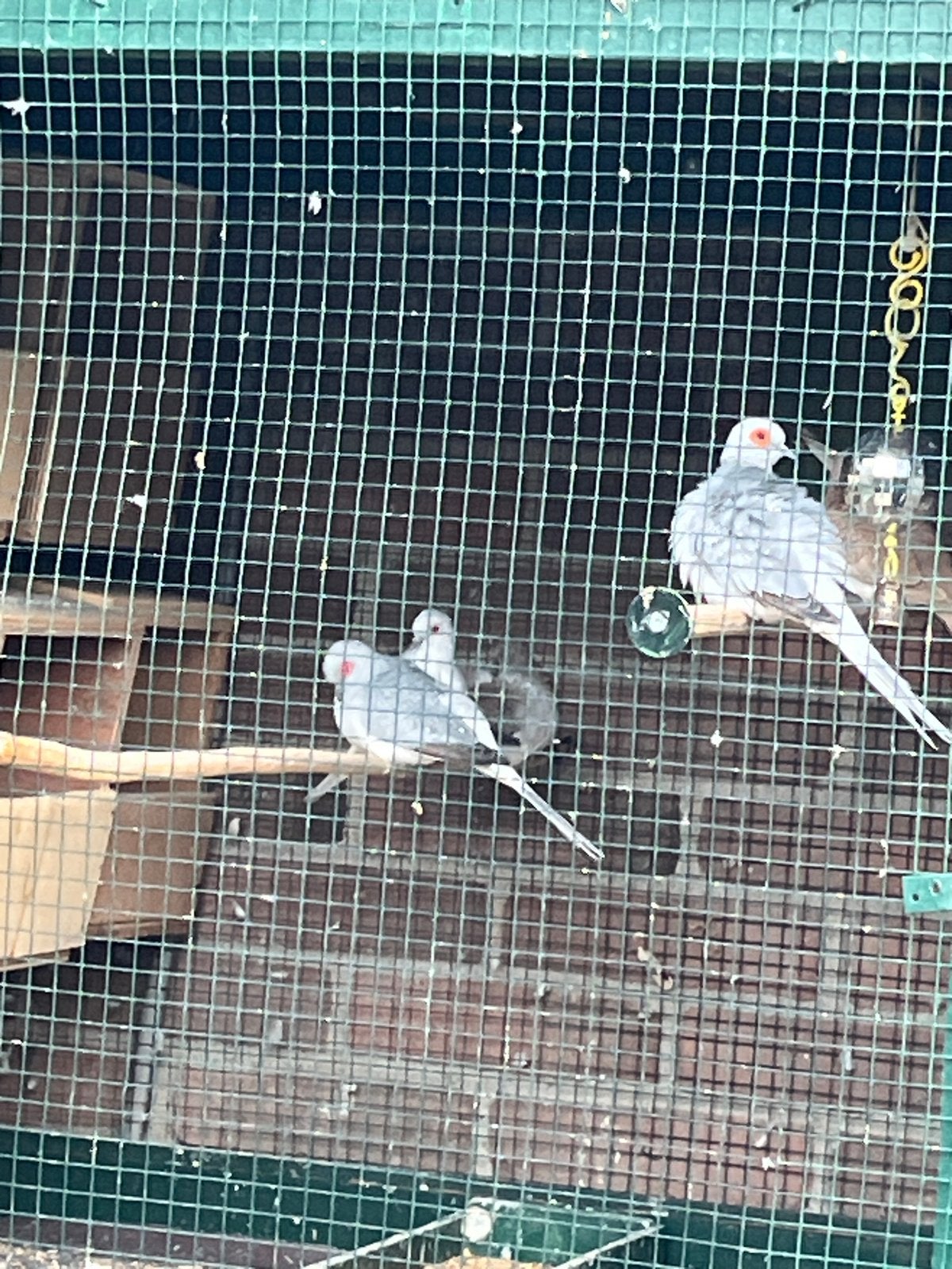 Diamand duiven voor koppel€25, Dieren en Toebehoren, Meerdere dieren