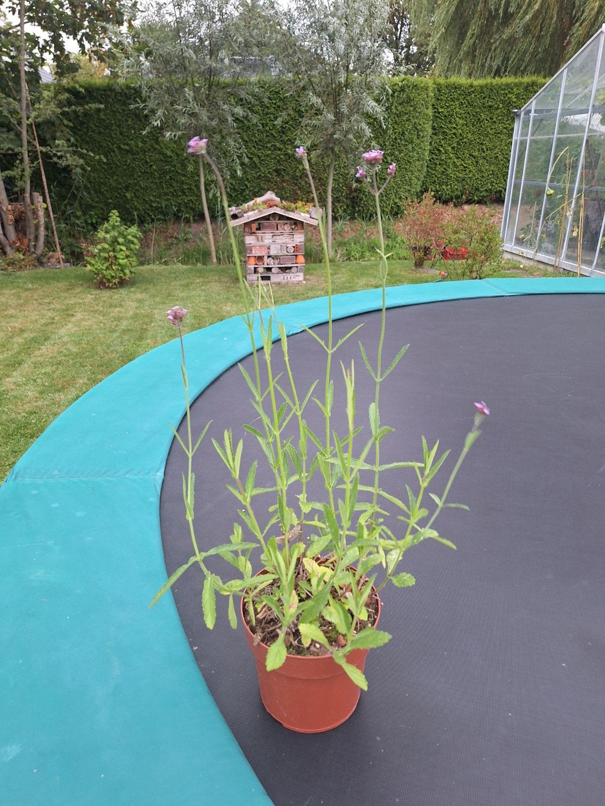 Verbena Bonariensis (IJzerhard) - Vlindertrekker, Volle zon, Vaste plant, Zomer, Ophalen