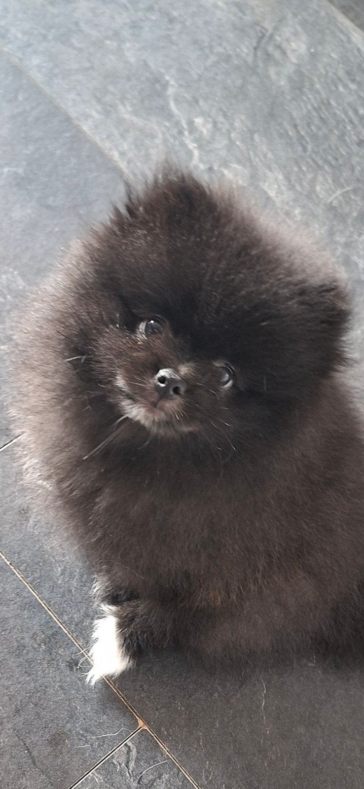 pomeriaan puppy teefje, 8 tot 15 weken, Meerdere, Meerdere dieren, Nederland