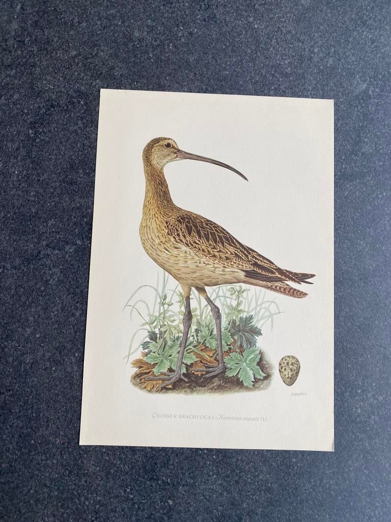 10 prenten vogels 16,5x24 cm samen 20 euro oa wulp, Antiek en Kunst, Antiek | Schoolplaten, Natuur en Biologie, Ophalen of Verzenden