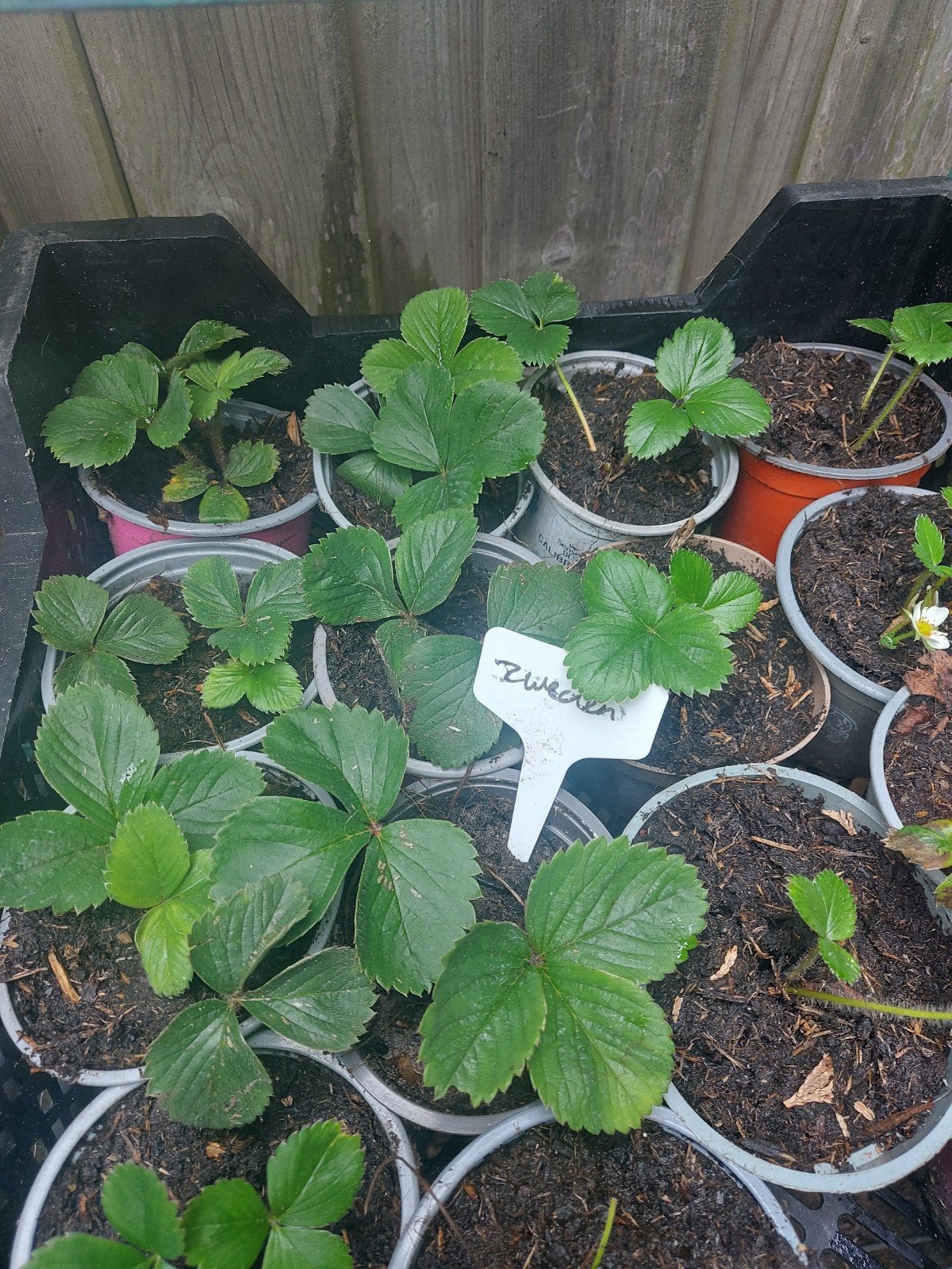 aardbeien mix&match moestuin zweden doordragers 1,-en 10v8,-, Volle zon, Vaste plant, Ophalen of Verzenden, Zomer