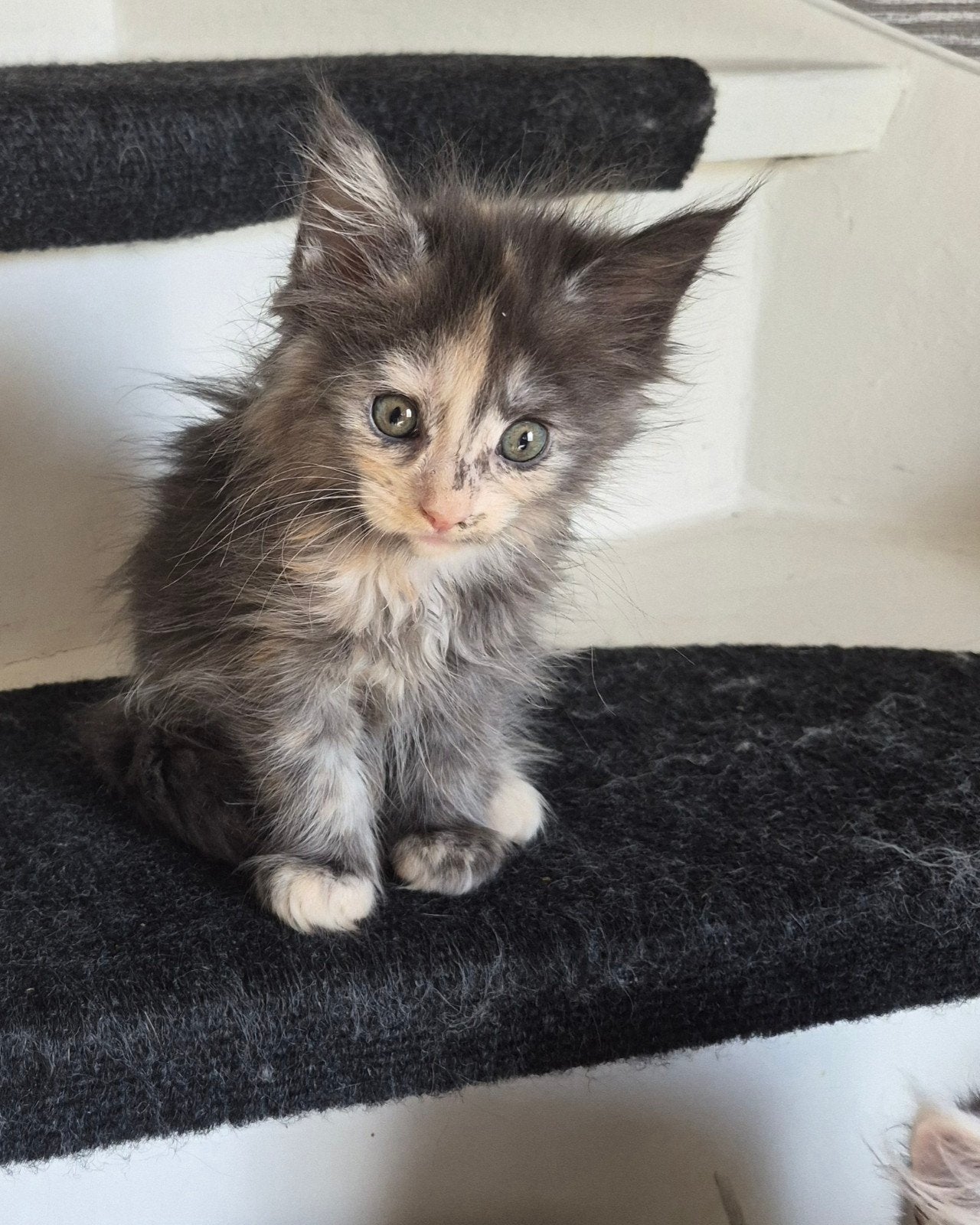 maine coon poes, Poes, Gechipt, 0 tot 2 jaar