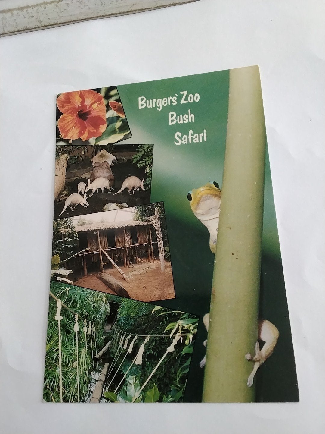 Ansichtkaart Burgers' Zoo Bush Safari Arnhem Holland, Ophalen of Verzenden, 1980 tot heden, Ongelopen, Gelderland