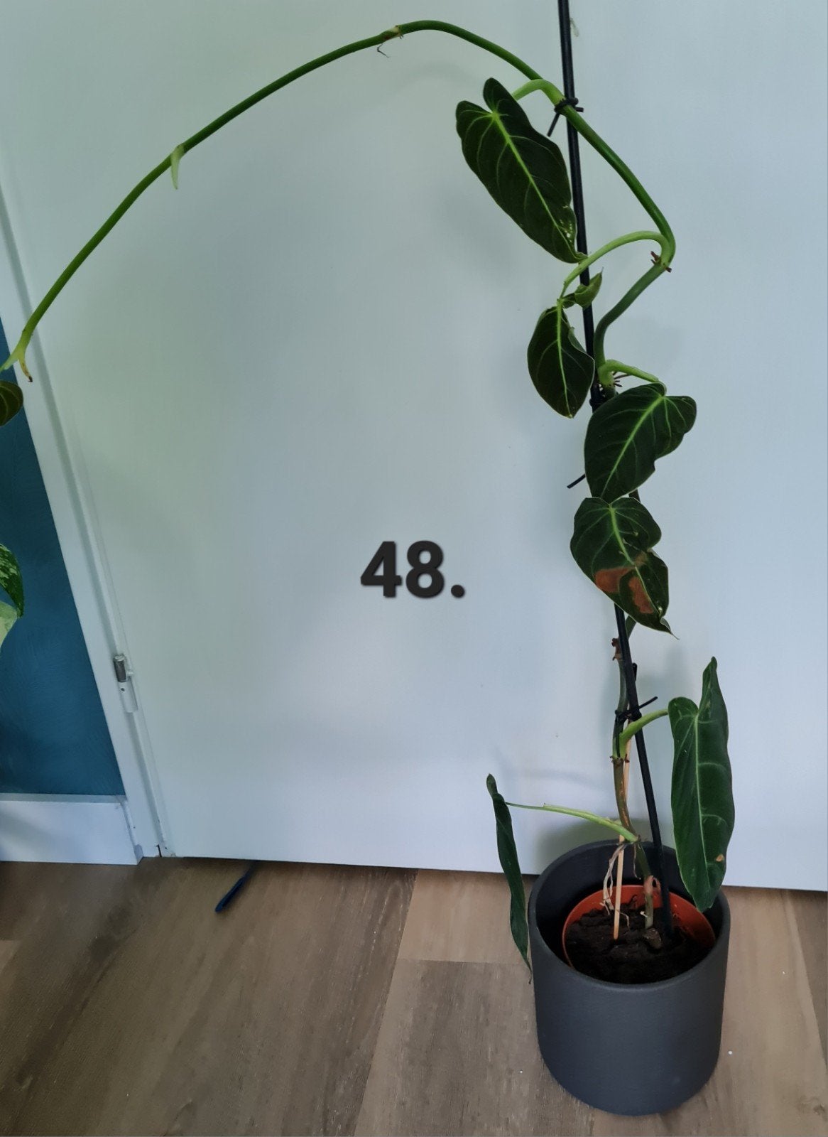 Philodendron melanochrysum kamerplant, Ophalen of Verzenden, Halfschaduw, Minder dan 100 cm