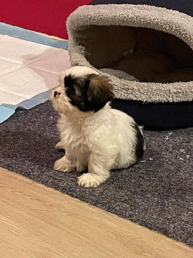 Shih tzu pup, Overige rassen, 8 tot 15 weken, Teef, CDV (hondenziekte)