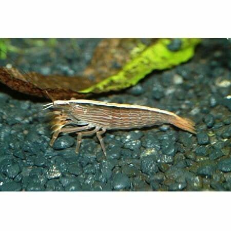 Aziatische Waaierhandgarnalen, Kreeft, Krab of Garnaal, Zoetwatervis, Schoolvis
