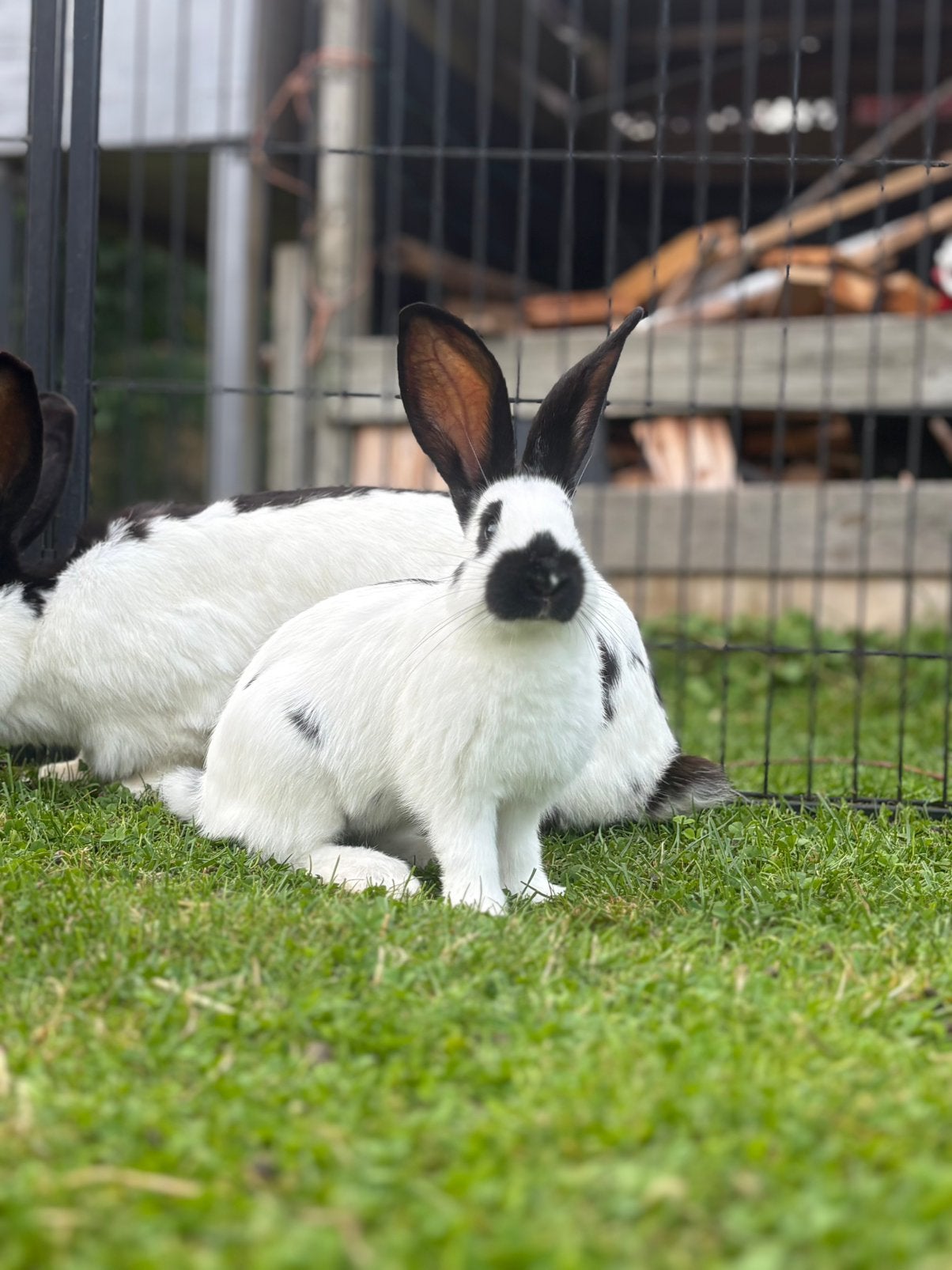 Lotharinger Groot Rammen, Dieren en Toebehoren, Mannelijk, Groot, 0 tot 2 jaar