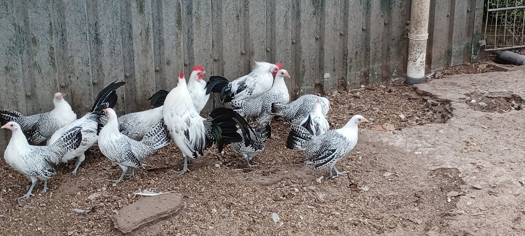 Friese zilverpel krielen, Dieren en Toebehoren, Meerdere dieren, Kip