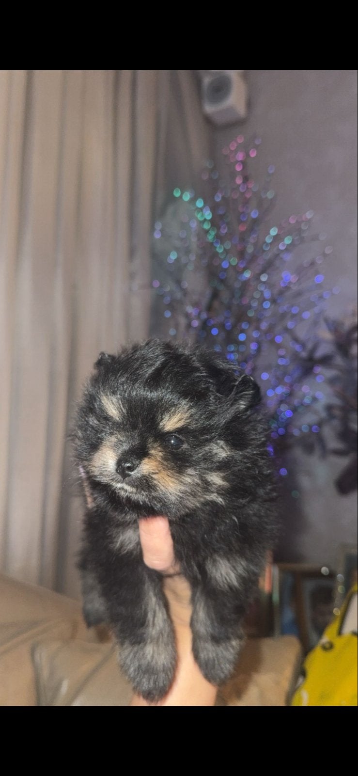 Black en tan pomriaan pup (NL) hondje, Dieren en Toebehoren, Honden | Niet-rashonden, 15 weken tot 1 jaar, Reu, Parvo, Eén hond