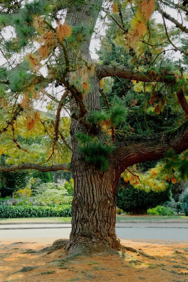 Gezocht grote boomstammen of stronken gratis, Tuin en Terras, Planten | Bomen, Overige soorten, Lente, 400 cm of meer, Ophalen