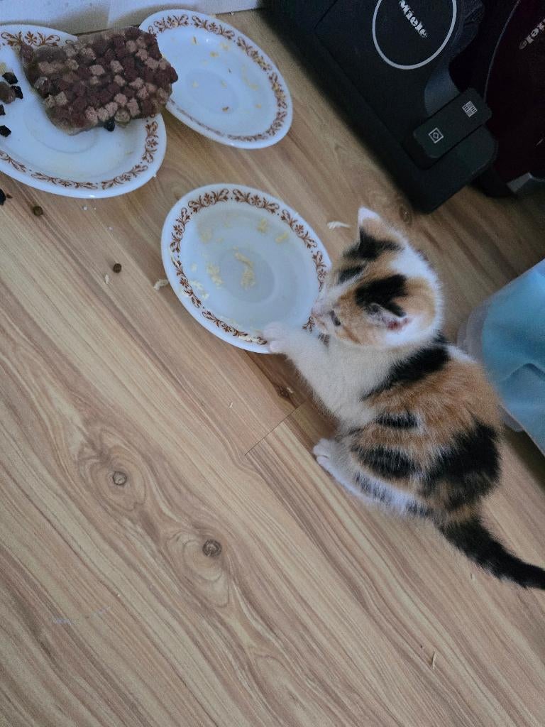 Kittens, Meerdere dieren