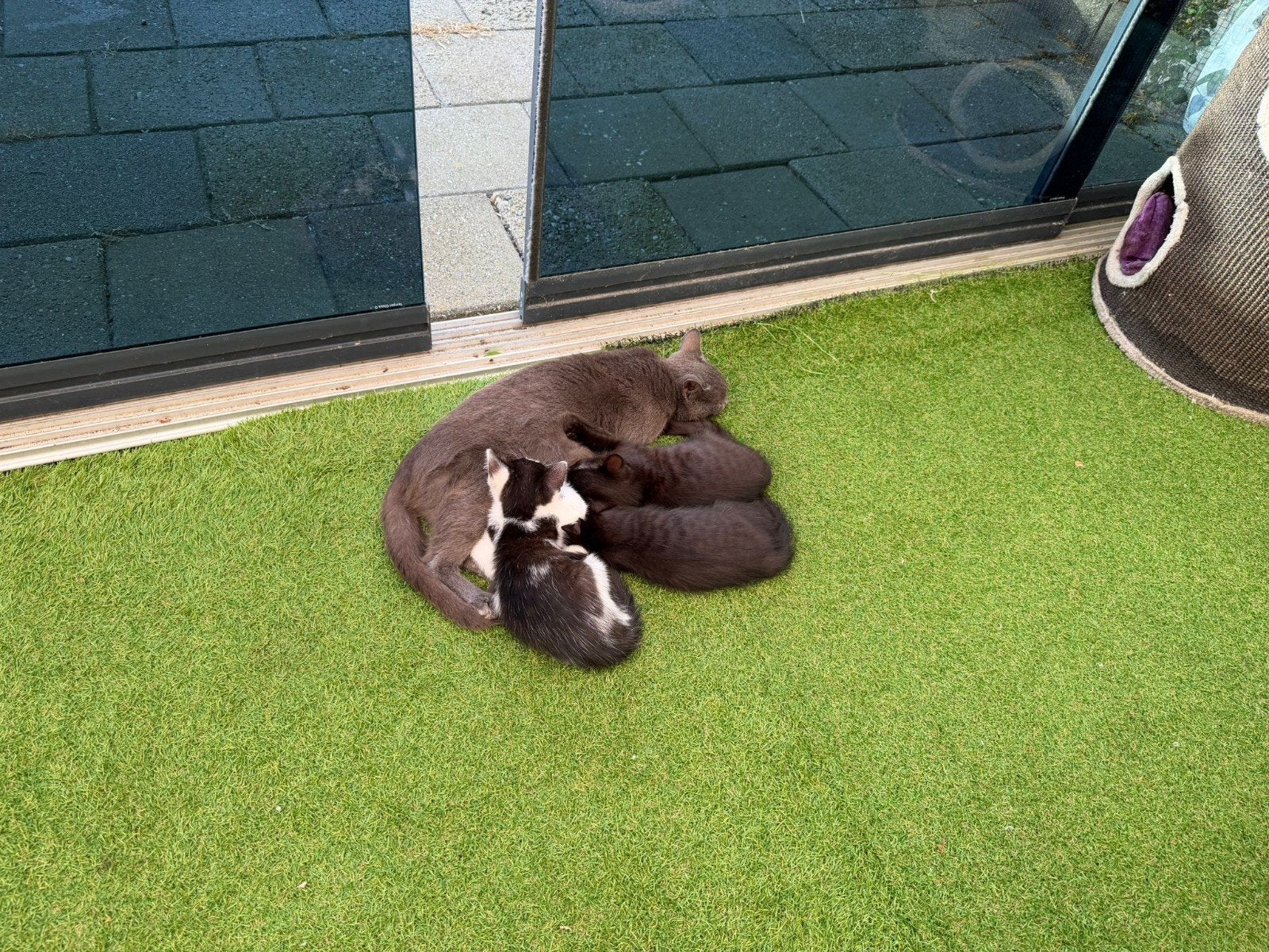 Kittens, Kater, Kortharig, 0 tot 2 jaar