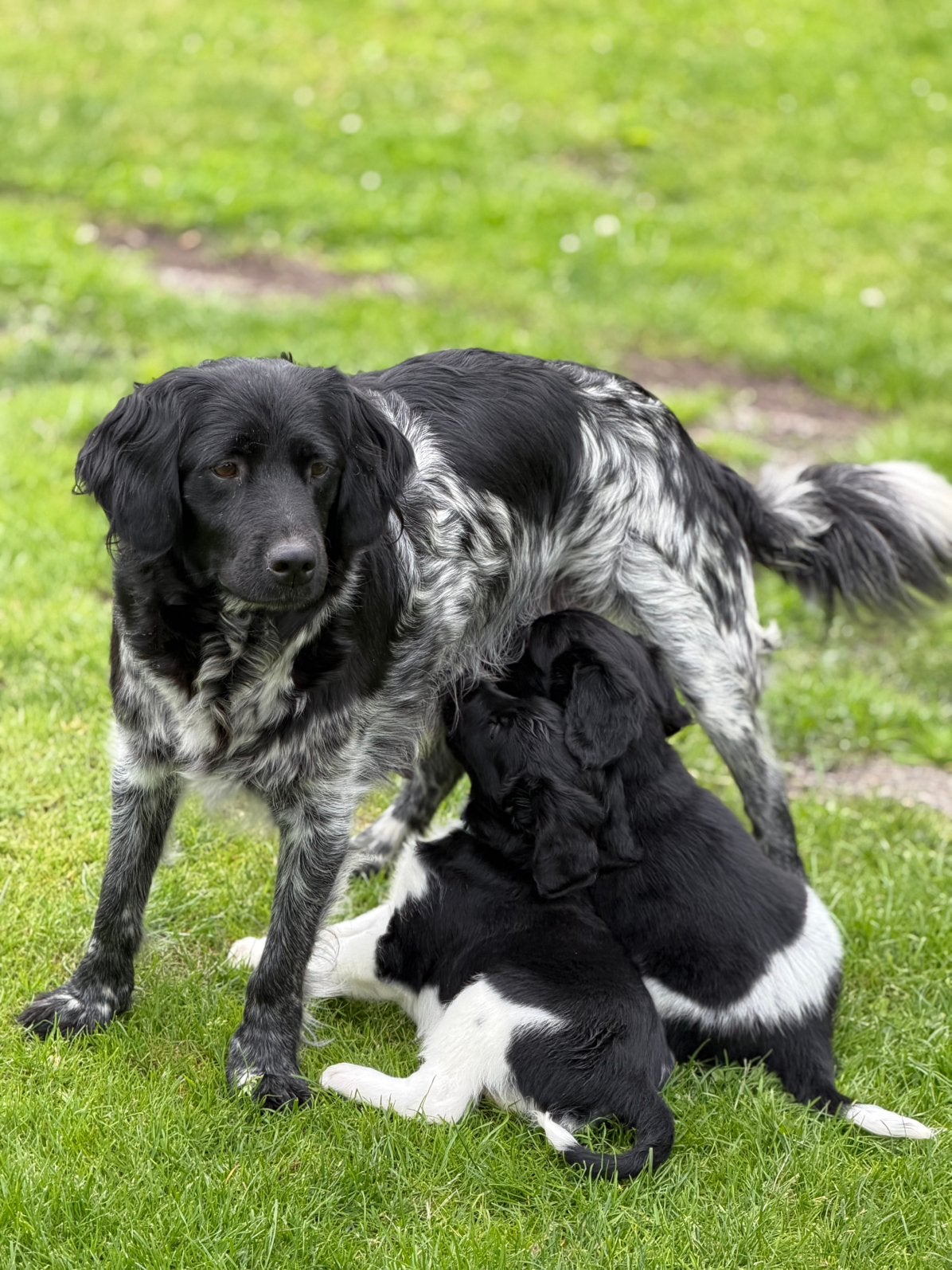 2 prachtige Friese stabij reutjes, Dieren en Toebehoren, Reu, 8 tot 15 weken, Parvo, Meerdere