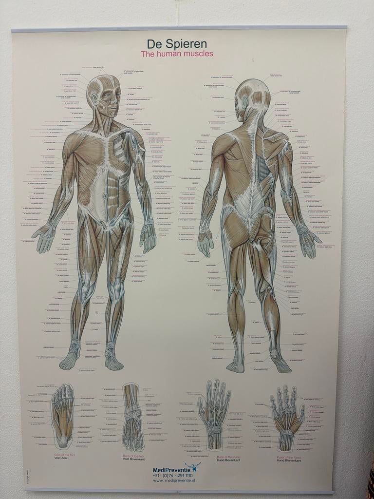 Anatomische Poster: De Spieren (The Human Muscles), Ophalen of Verzenden, Zo goed als nieuw, Gezondheid en Conditie