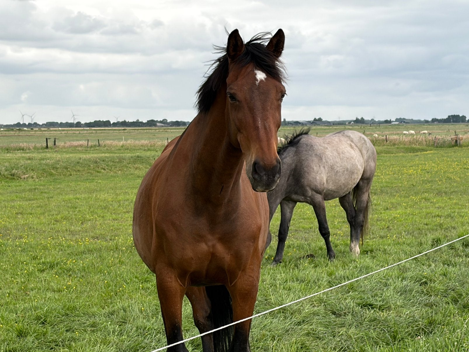 Ervaren bijrijder gezocht voor KWPN-ruin in Eemnes