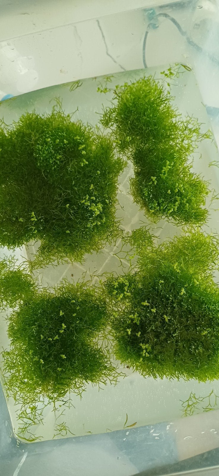 Watervorkje, Riccia fluitans aquariumplant, Ophalen, Plant(en), Steen of Hout