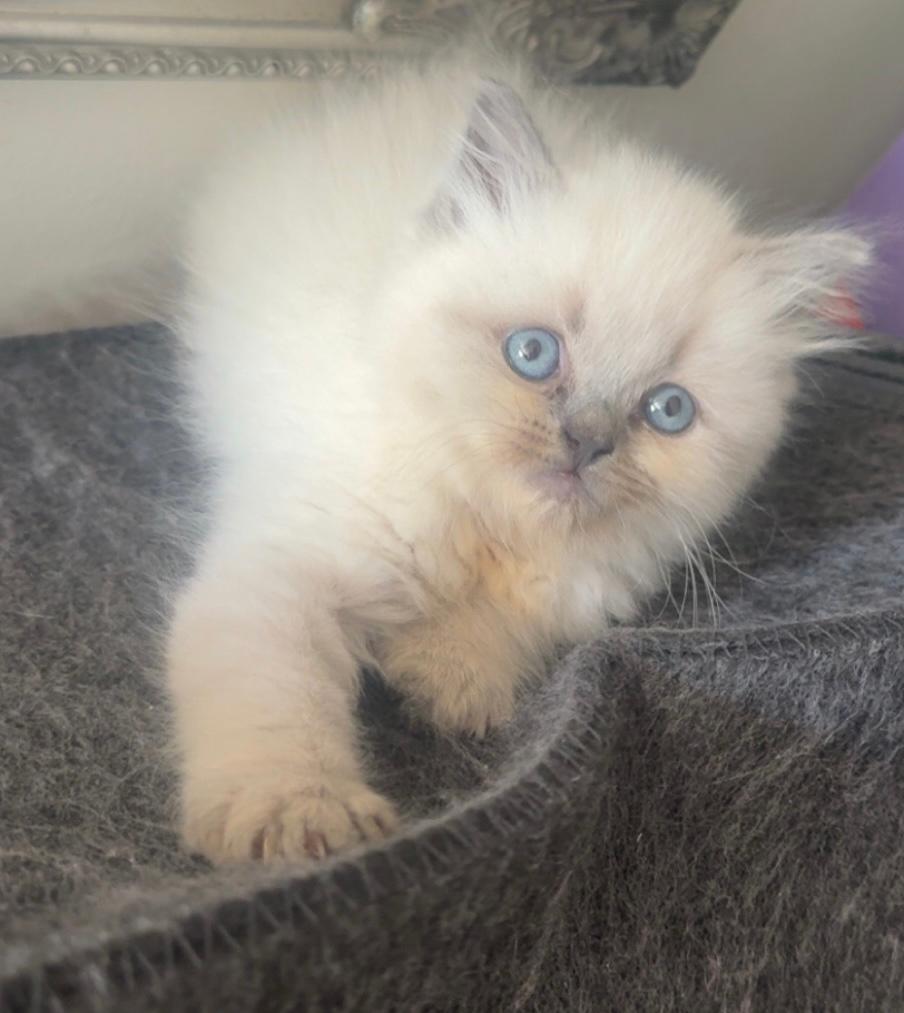 Ras kittens nog 2  mogen hun nestje verlaten zeeland, Dieren en Toebehoren, Katten en Kittens | Overige Katten, Meerdere dieren