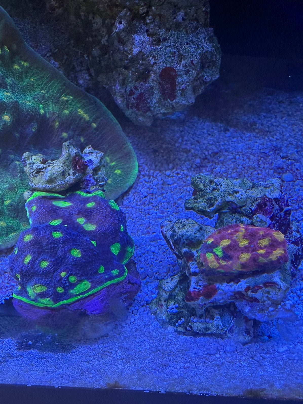 Flaming bugatti chalice LPS koraal, Dieren en Toebehoren, Vissen | Aquariumvissen, Overige typen