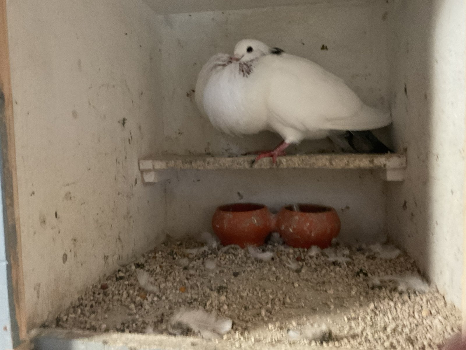 Jonge ganitano doffer, Dieren en Toebehoren, Vogels | Overige Vogels, Mannelijk