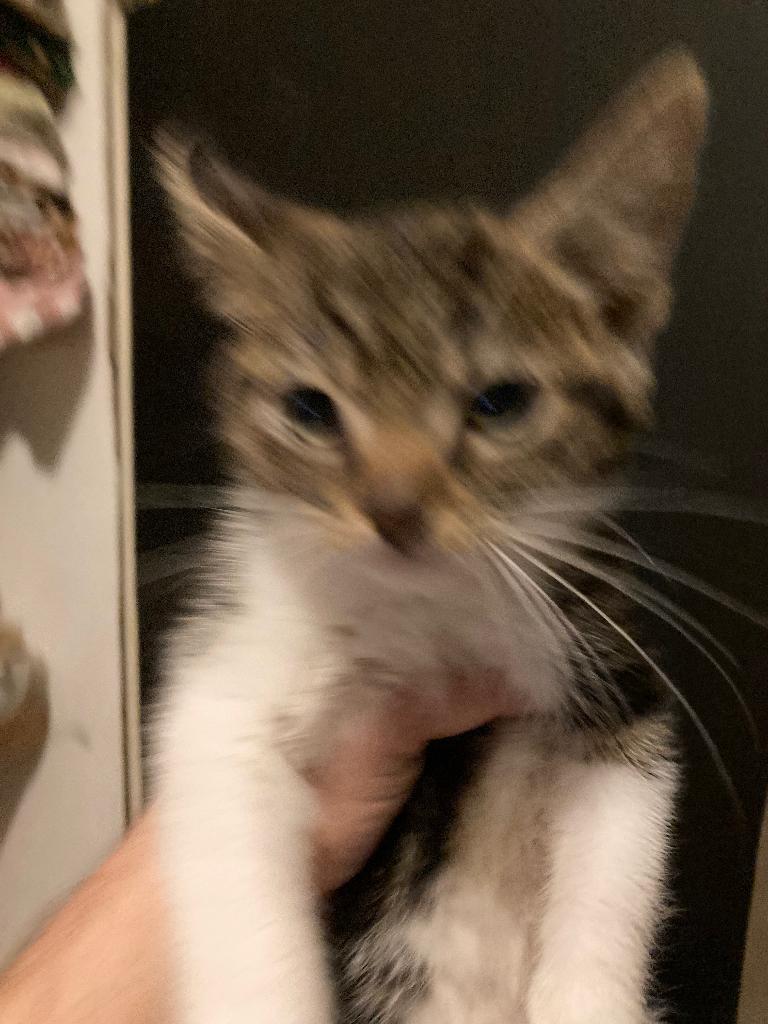 Kittens, Dieren en Toebehoren, Poes, Kortharig, 0 tot 2 jaar