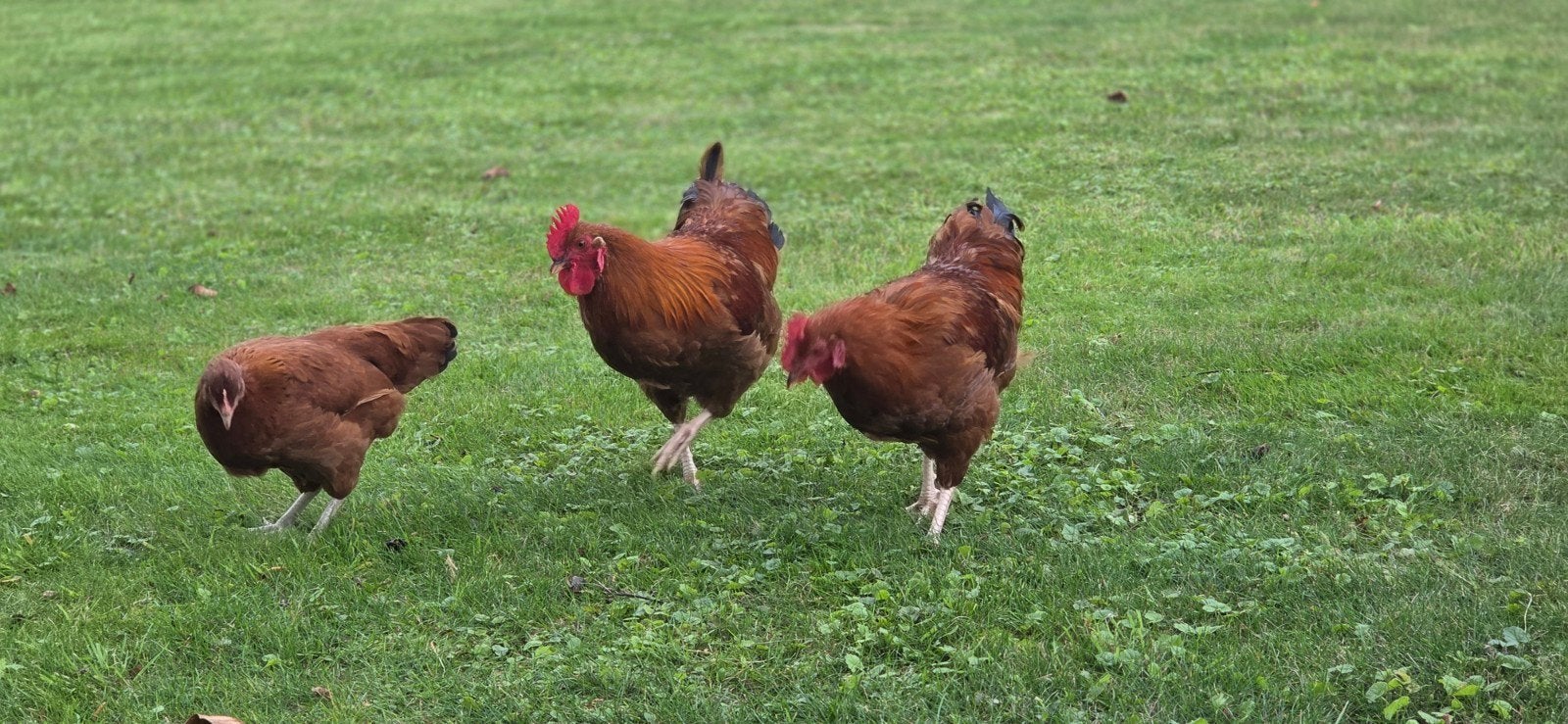 Prachtige haantjes kruising Rhode Island Red., Mannelijk, Kip
