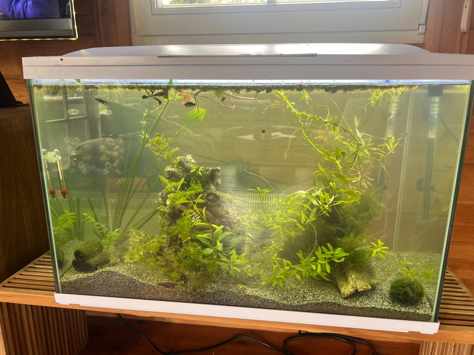Superfish 100L draaiend en incl vissenbestand, Ophalen, Gebruikt, Gevuld zoetwateraquarium, Superfish