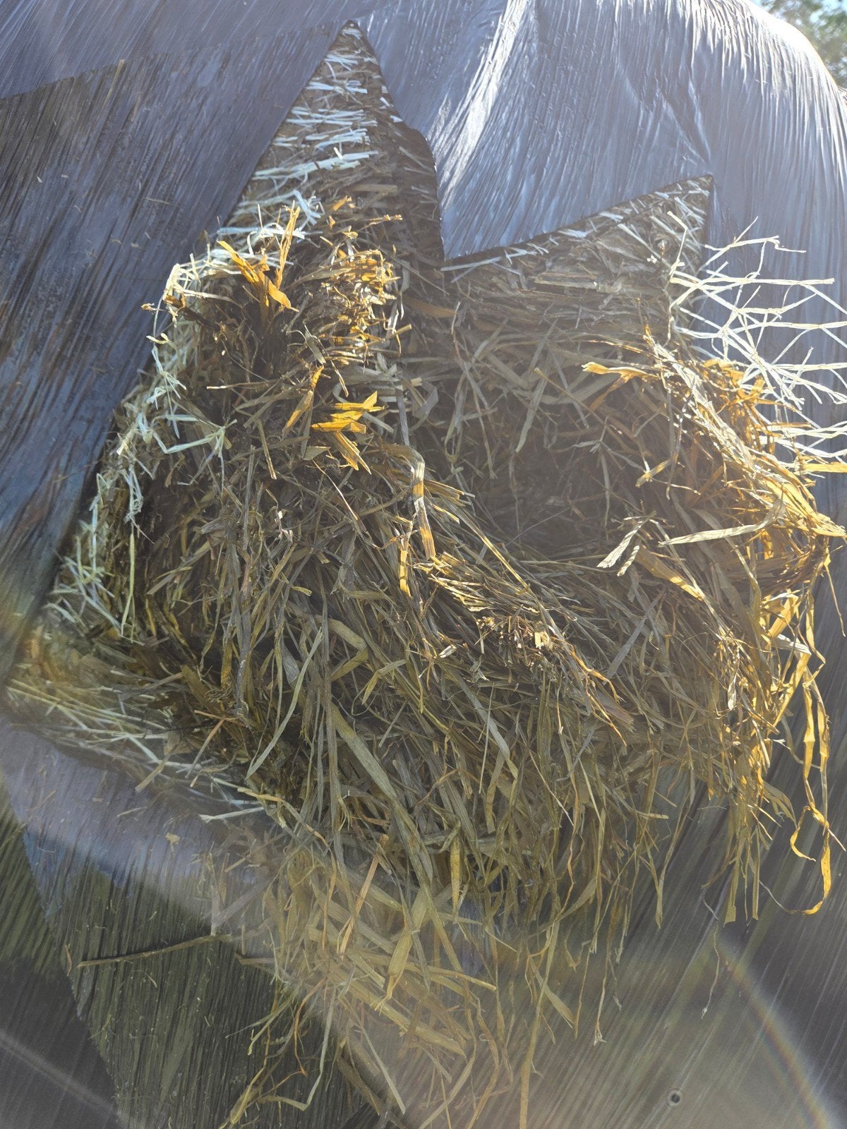 Kuilbalen, Meerdere dieren