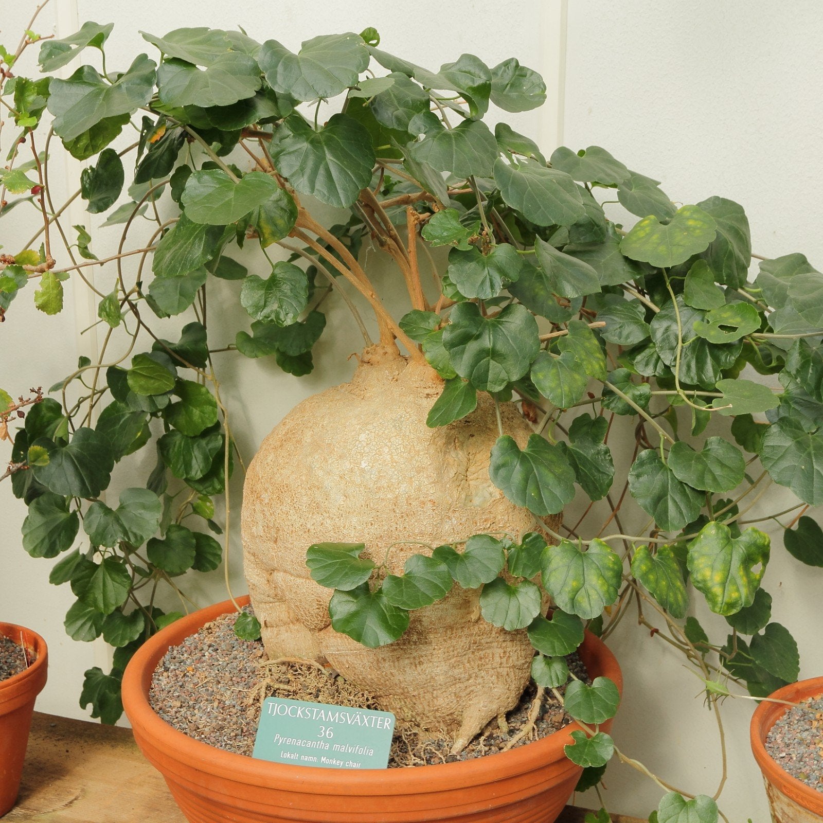 Pyrenacantha Malvifolia zeldzame caudex plant, Huis en Inrichting, Verzenden, Overige soorten, Volle zon, Minder dan 100 cm