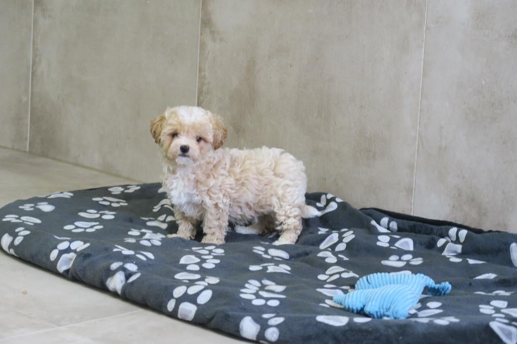 Leuke kleine Maltipoo pups, Dieren en Toebehoren, Poedel, Parvo, Nederland, 8 tot 15 weken