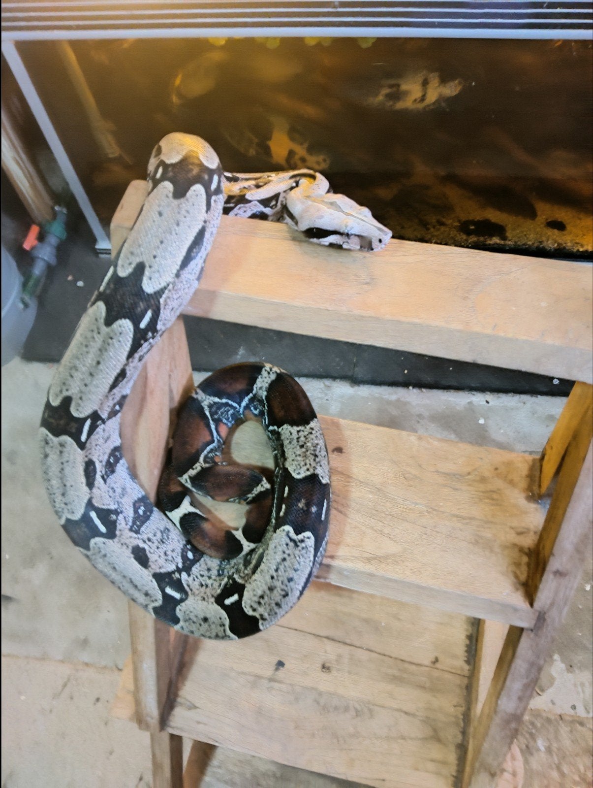 Te koop Surinaamse boa constrictor roodstaart man Boa Constrictor - male for sale from Ed