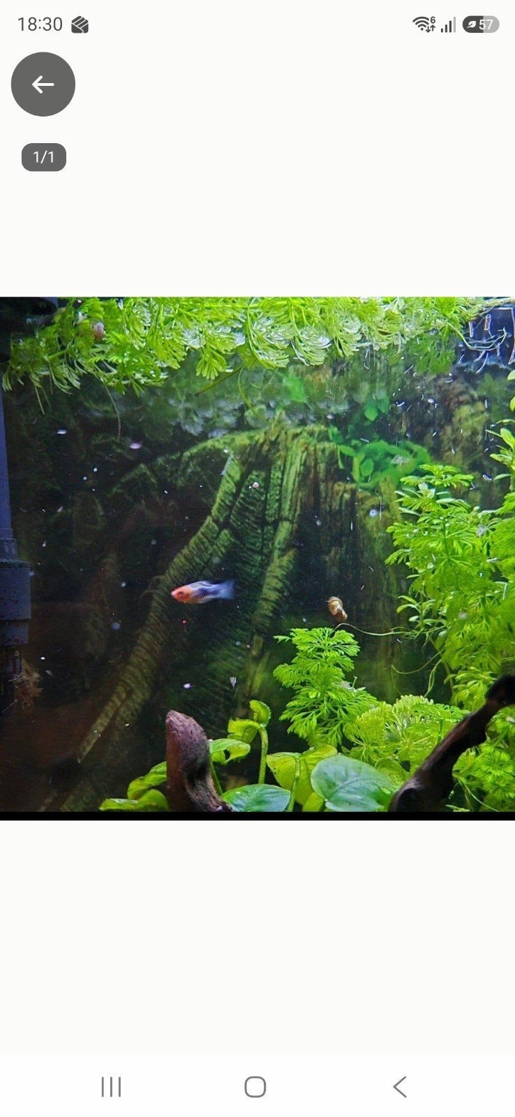 platy's, Vis, Zoetwatervis